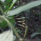 zebra longwing
