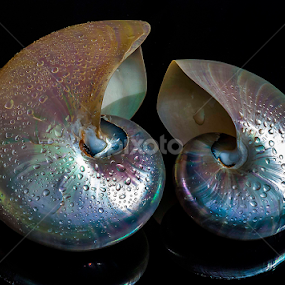 duo by Adjie Tjokrosoedarmo - Artistic Objects Still Life
