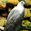 White-bellied Sea Eagle