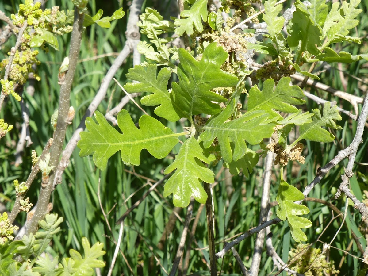 California White Oak