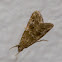 Cabbage Webworm  Moth