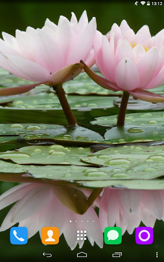 Water Lily Live Wallpaper