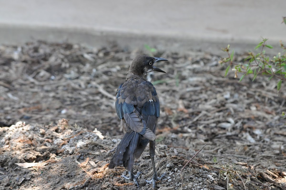 Great-tailed Grackle