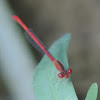Desert Firetail Damselfly (male)