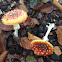 Fly agaris