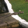 Broad-snouted Caiman