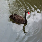 Black swan