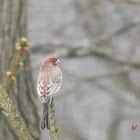 Common House Finch