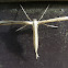 Morning-glory Plume Moth