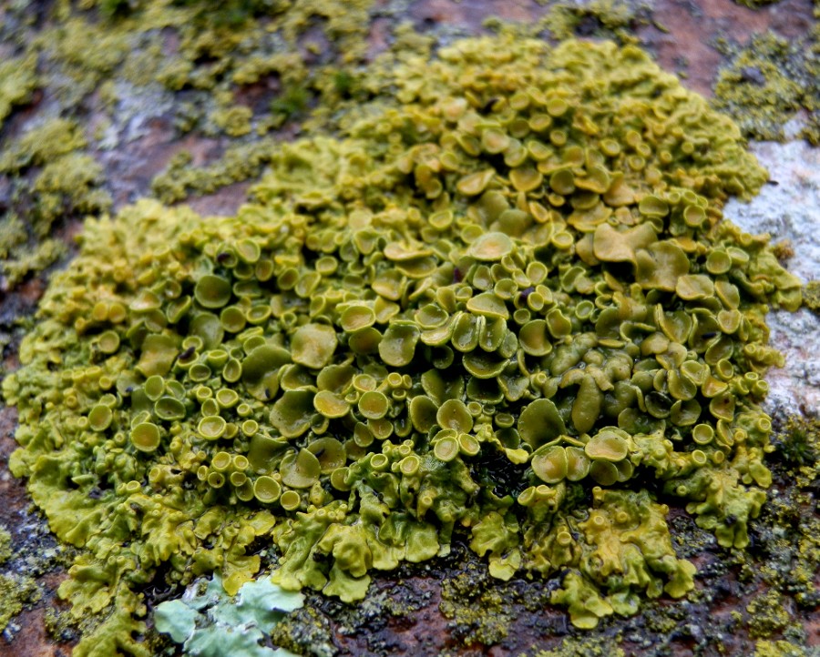 Orange Lichen