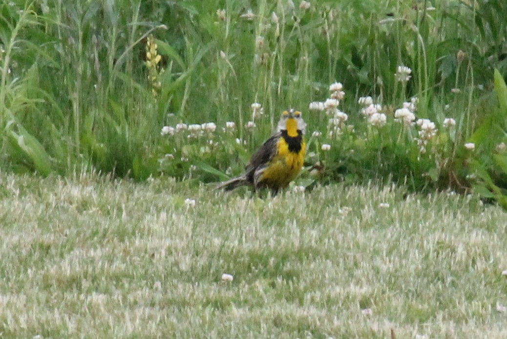 Eastern meadowlark