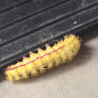 Io Moth (Caterpillar)