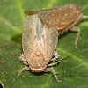 Leafhoppers (Mating)
