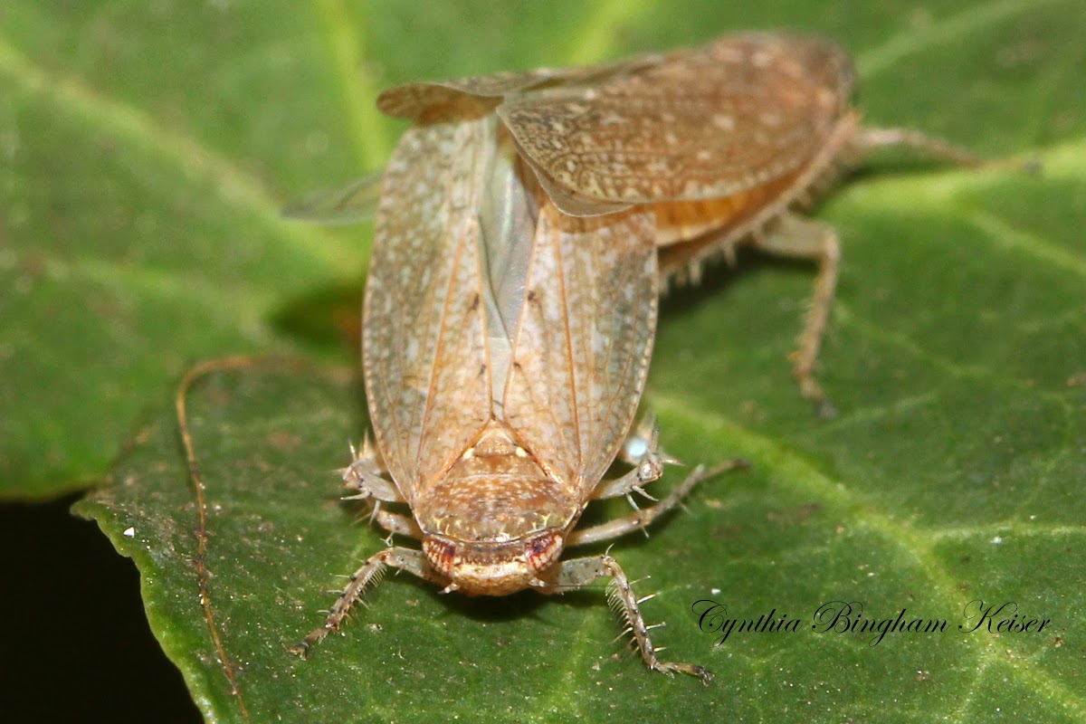 Leafhoppers (Mating)