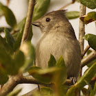 Oak Titmouse