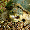 South American snapping turtle