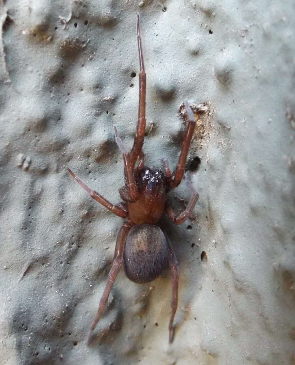 Hacklemesh Weaver Spider