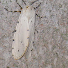 Salt Marsh Moth or Acrea Moth