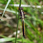 Spangled Skimmer dragonfly (immature male)