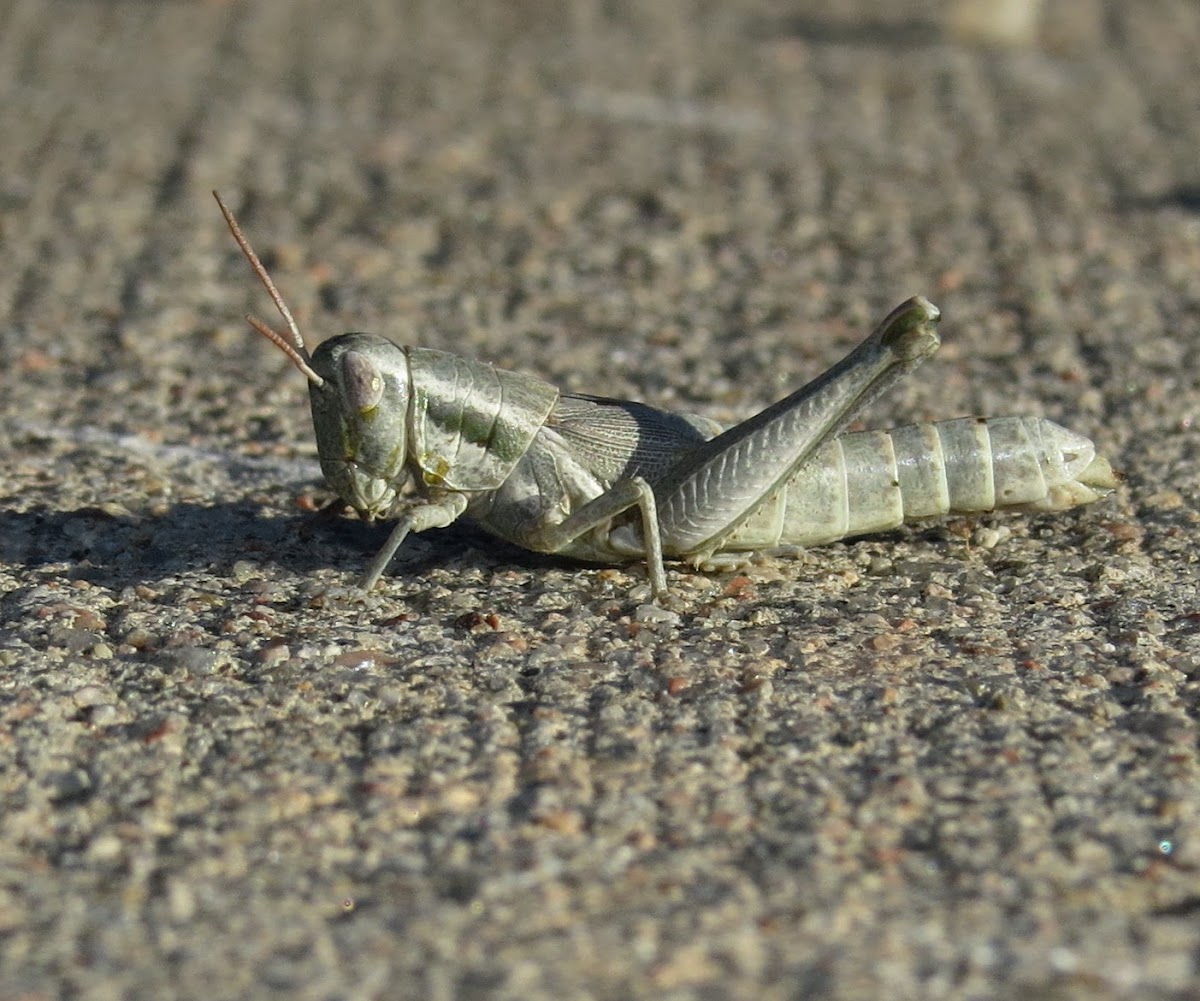 Cudweed Grasshopper