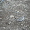 african collared dove