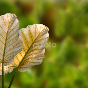 LEAVES by Raj Nandi - Nature Up Close Leaves & Grasses