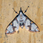 Crambid Moth