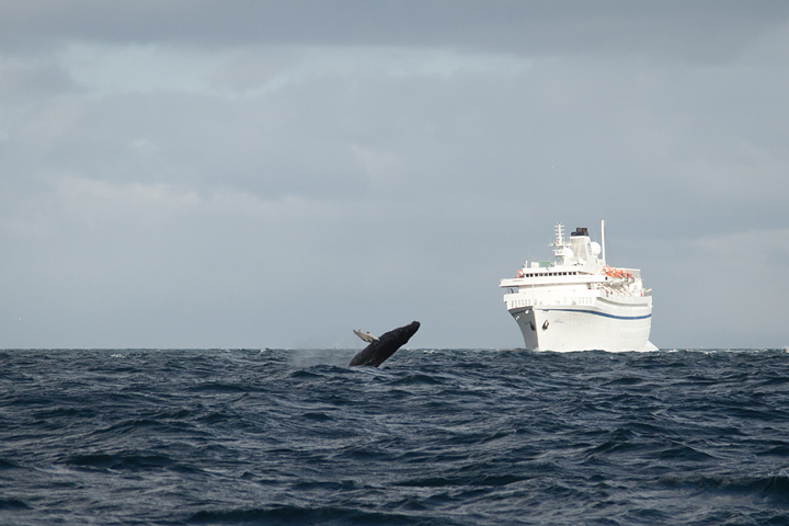 Humpback whale