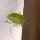 Green Sting Bug