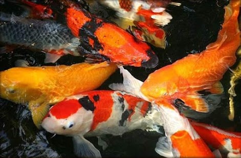 Fancy Koi Fish Live Wallpaper Screenshots 6