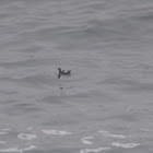 Pigeon Guillemot