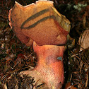 Boletus pulcherrimus
