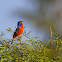 Painted Bunting