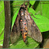 Convolvulus Hawk Moth ♀