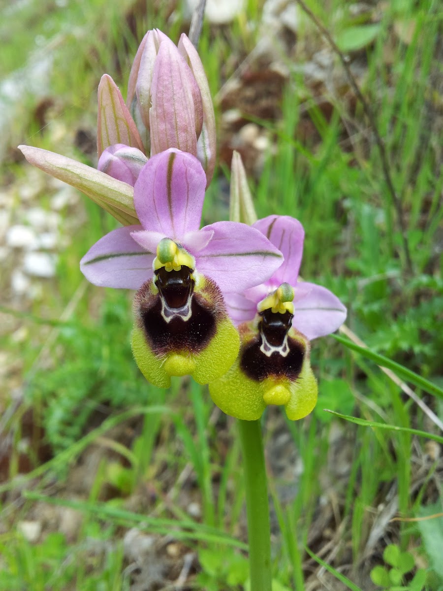 Ophrys tenthredinifera