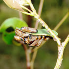 Chrysomelidae (Eucalyptus) beetle Larvae