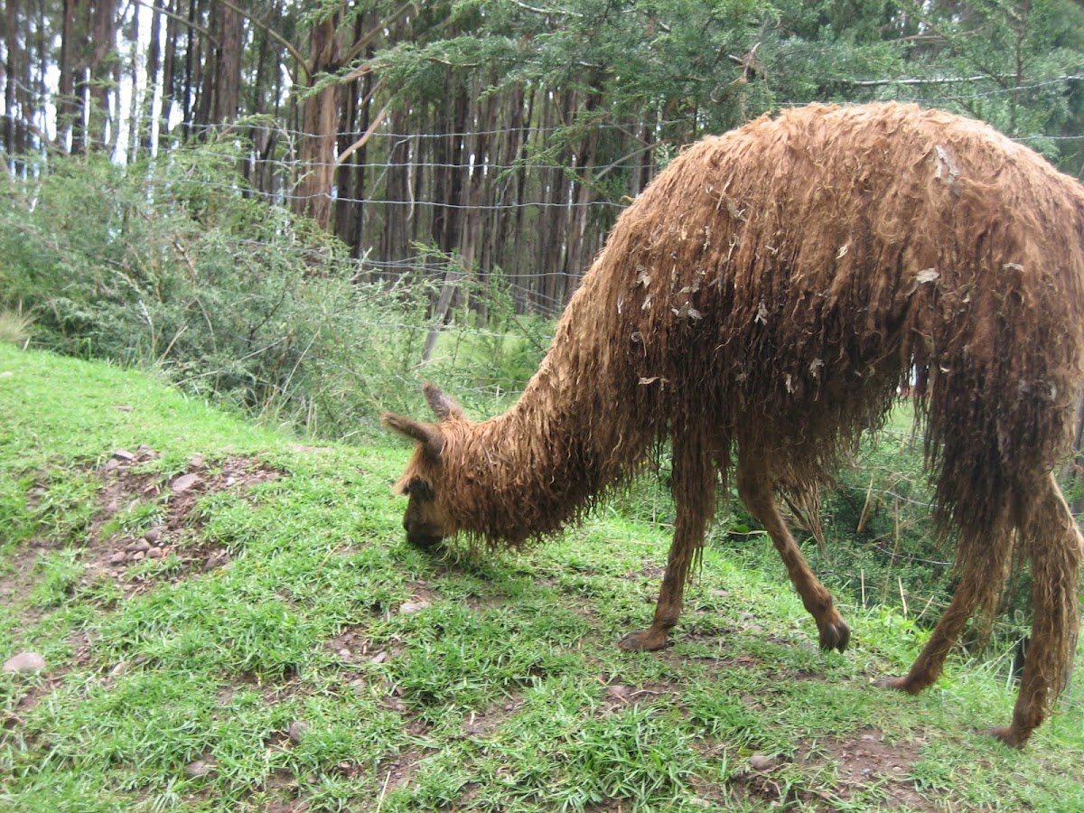 Alpaca