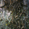 Eastern and Forest Tent caterpillars