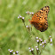 Variegated Fritillary