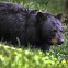 American black bear (captive)