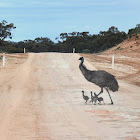 Emu and Babies