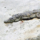 Philippine crocodile