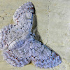 The White Lopper Moth