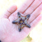 Chocolate Chip Sea Star