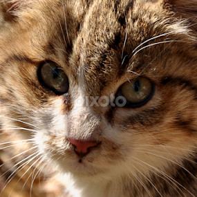 by Ejaz Ahmed - Animals - Cats Playing