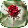 Roses Live Wallpaper Application icon