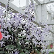 香草菲菲 芳香植物博物館
