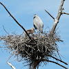 Great Blue Heron (on nest with young)