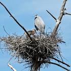 Great Blue Heron (on nest with young)