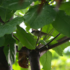 Eurasian Tree Sparrow, Maya